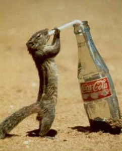 thirsty-squirrel_1